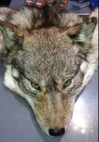 taxidermy wolf head canada