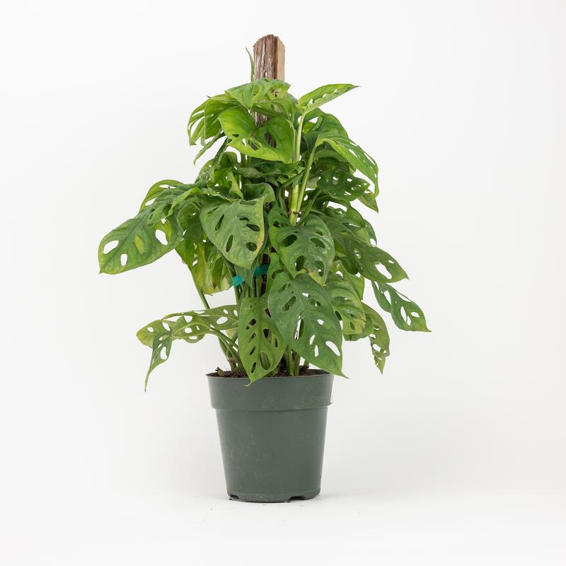 10" Philodendron Swiss Cheese Totem