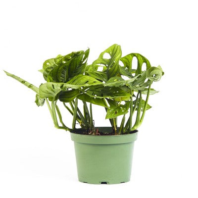 8" Philodendron Swiss Cheese