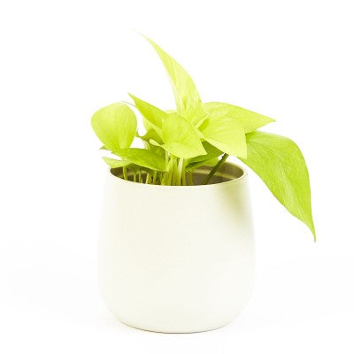 4" Pothos Neon