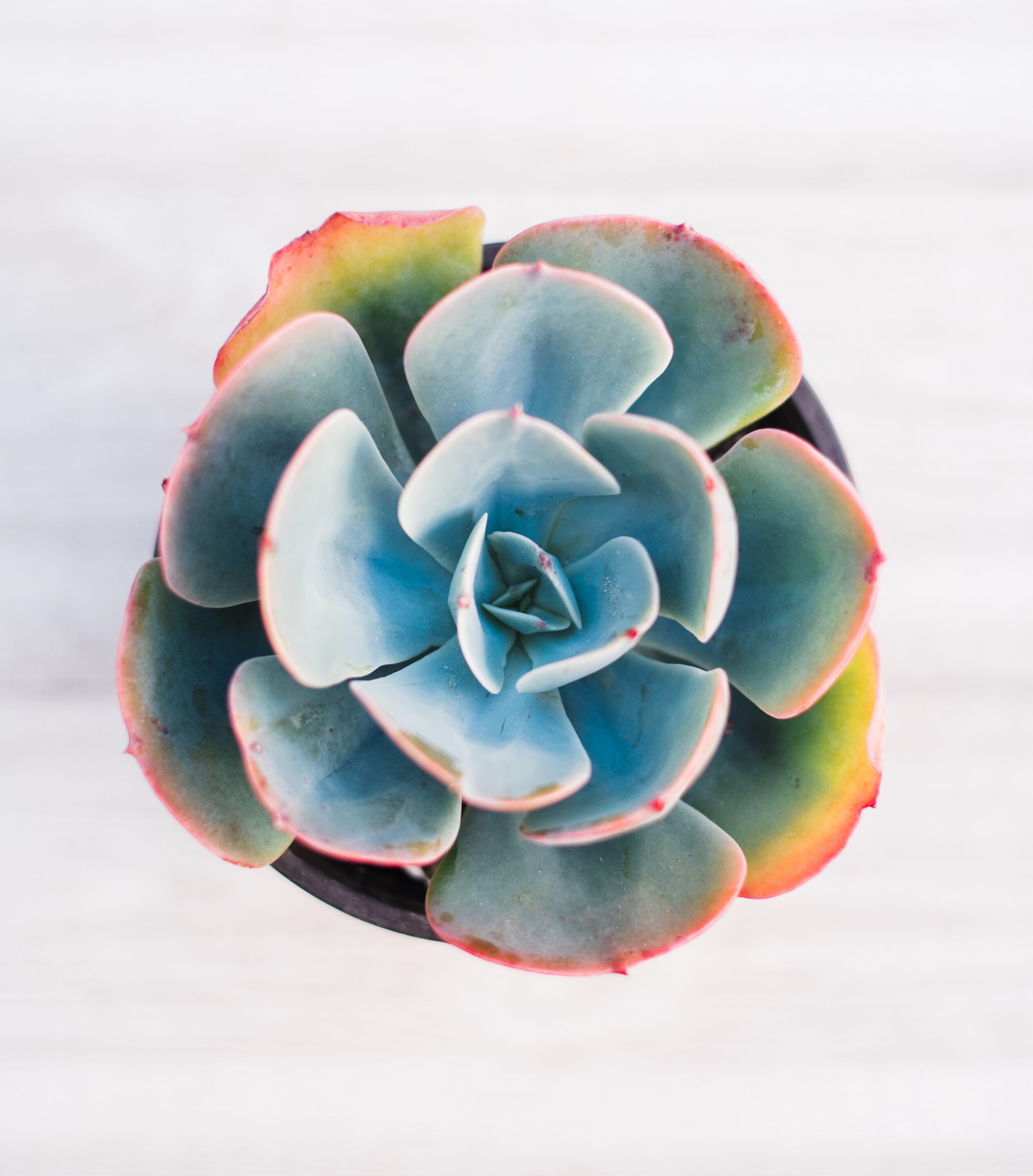 Echeveria Blue Sky