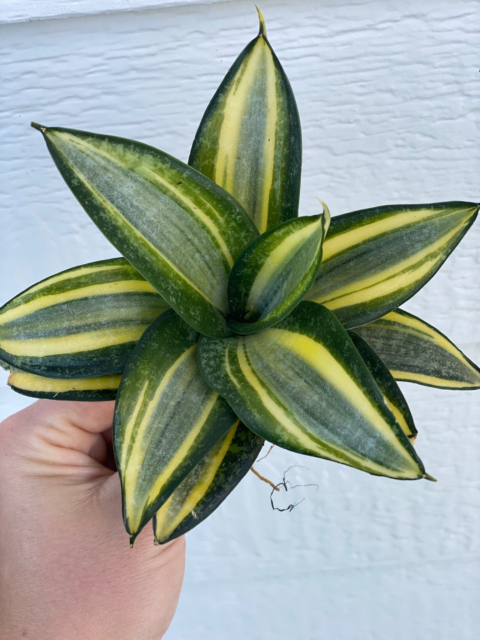 sansevieria hahnii