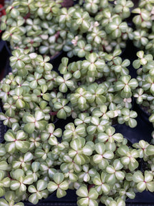 portulacaria kaleidoscope