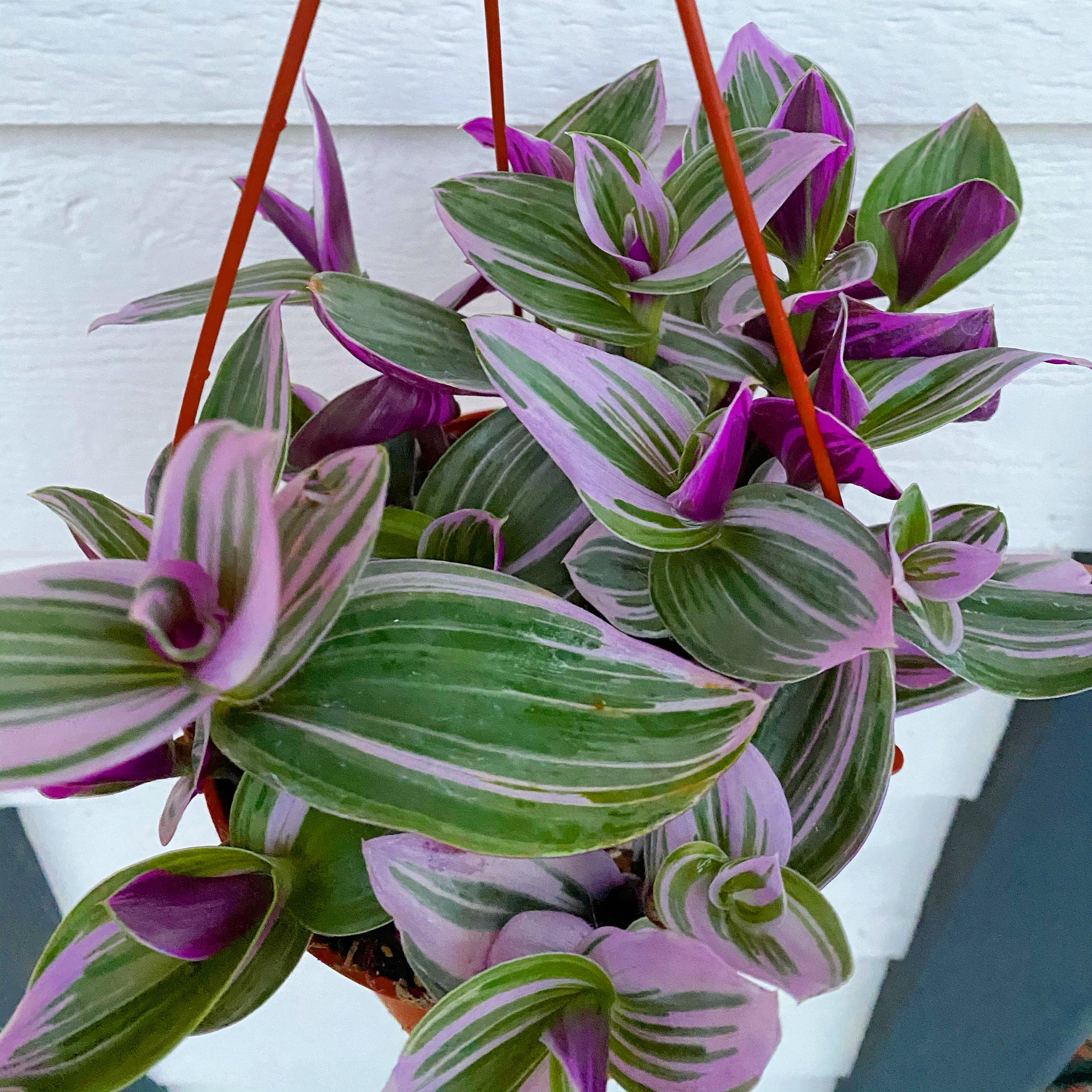 Tradescantia Nanouk Pink Wandering Jewel – In Succulent Love