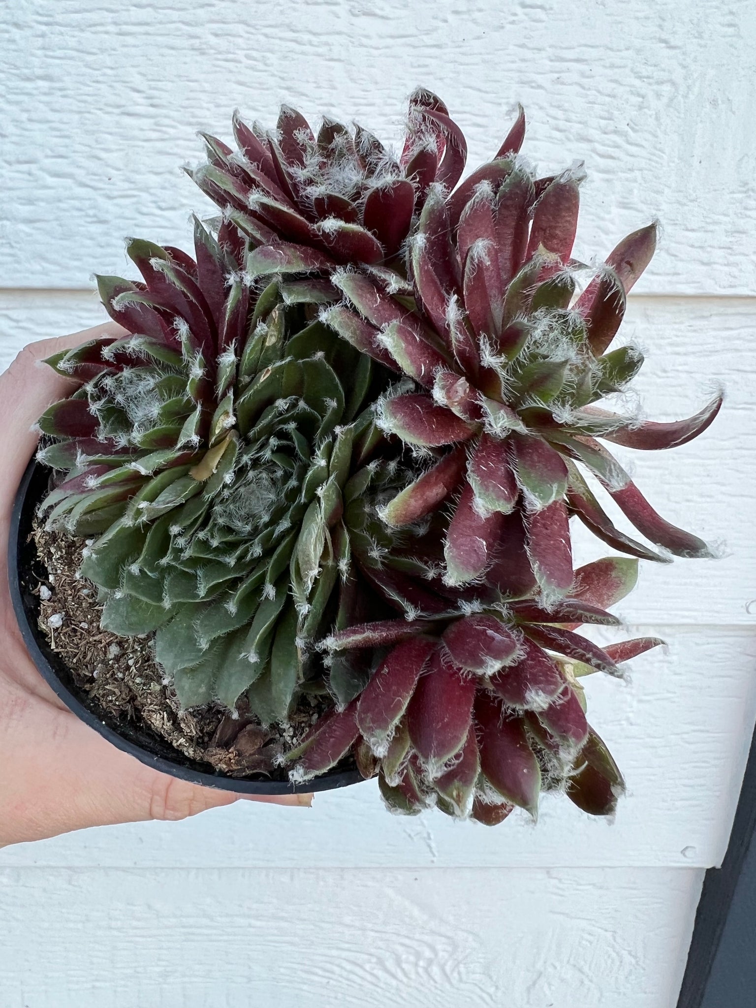 Sempervivum Jade Rose – In Succulent Love