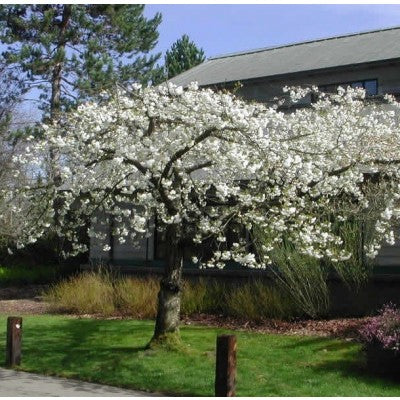 Prunus Shirotae Mt Fuji Short Standard 1 2m House Of Beautiful Gardens