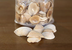 Sea Shells Beach Home Decor Vase Filler Assorted Colours Seaside #1 BRAND NEW