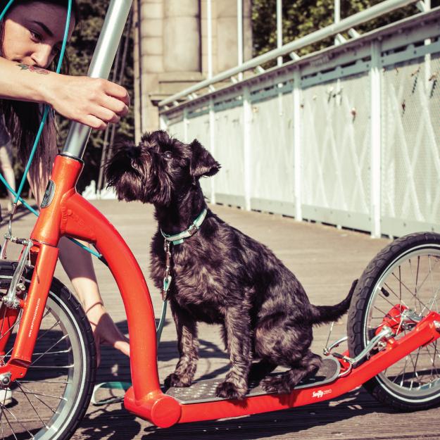 adult scooter, exercise scooter for adults, fitness scooter, scooter with big wheels