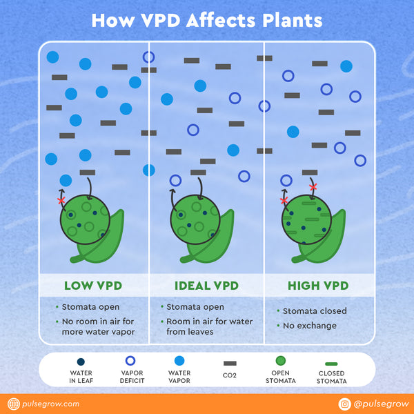 What is VPD Infographic