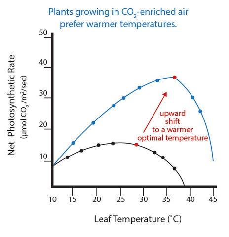 photosynthesis_and_co2_480x480.png?v=166
