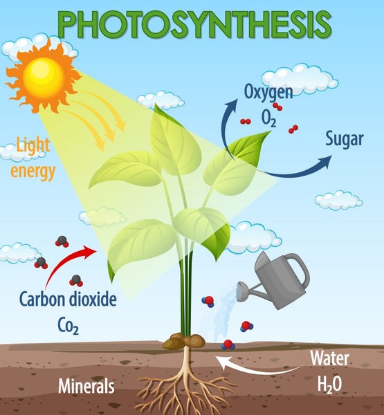 Photosynthesis Cycle Diagram