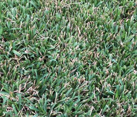 brown st augustine grass winter