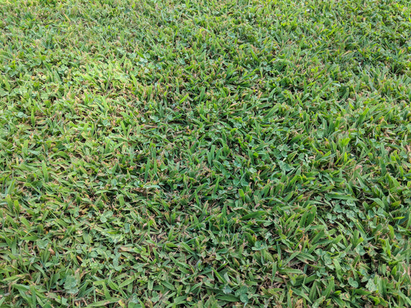 crabgrass lawn