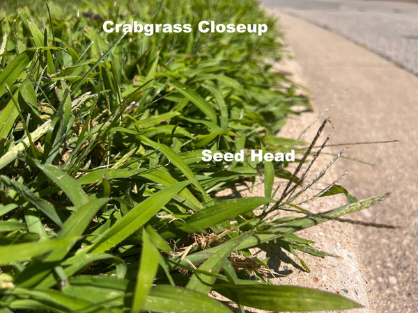 crabgrass closeup image