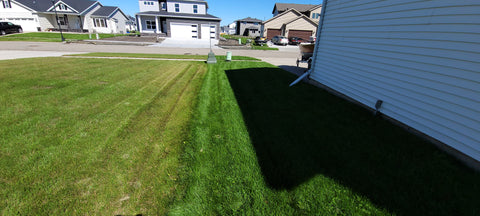 fall lawn before after