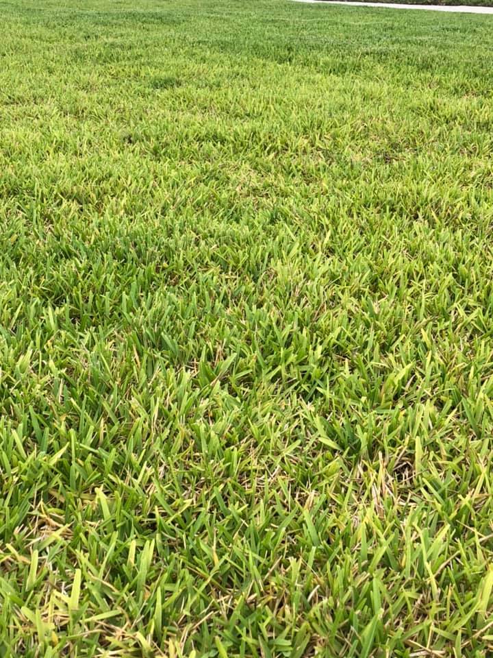 Take All Patch Root Rot Disease In St Augustine Grass Lawns Lawncarenut