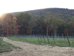 photo of vineyard