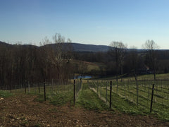 photo of vineyard