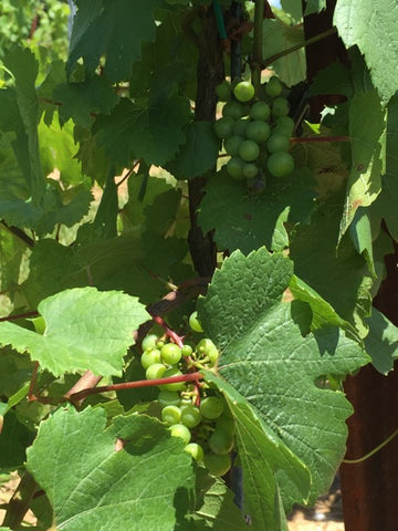 Photo of our Sauvignon Blanc Grapes on Vine