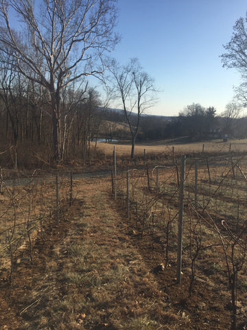 photo of vineyard in winter