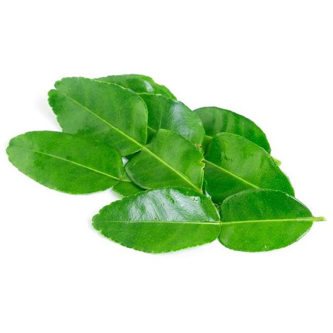  Daun  Jeruk  Purut Kaffir Lime Leaves IndoMerchant