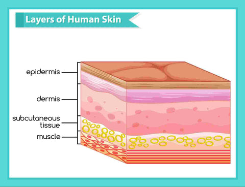 Layers of Human skin