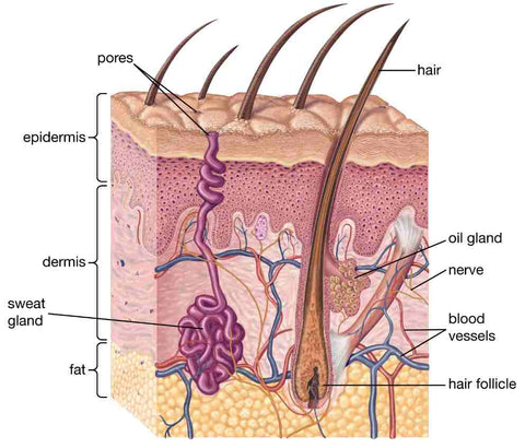 cross section skin structures