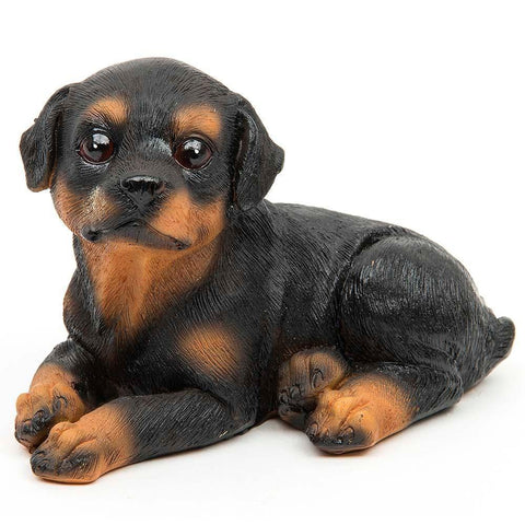 miniature rottweiler puppies for sale