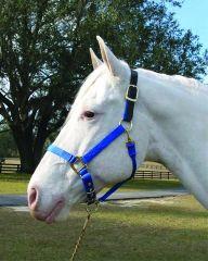 8-11 Nylon Adjustable Leather Headpole Horse Halter - Blue Average (1dalss Avbl)