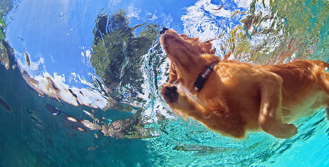 Safe Swimming Spots for Your Pets – Tomlinson's Feed