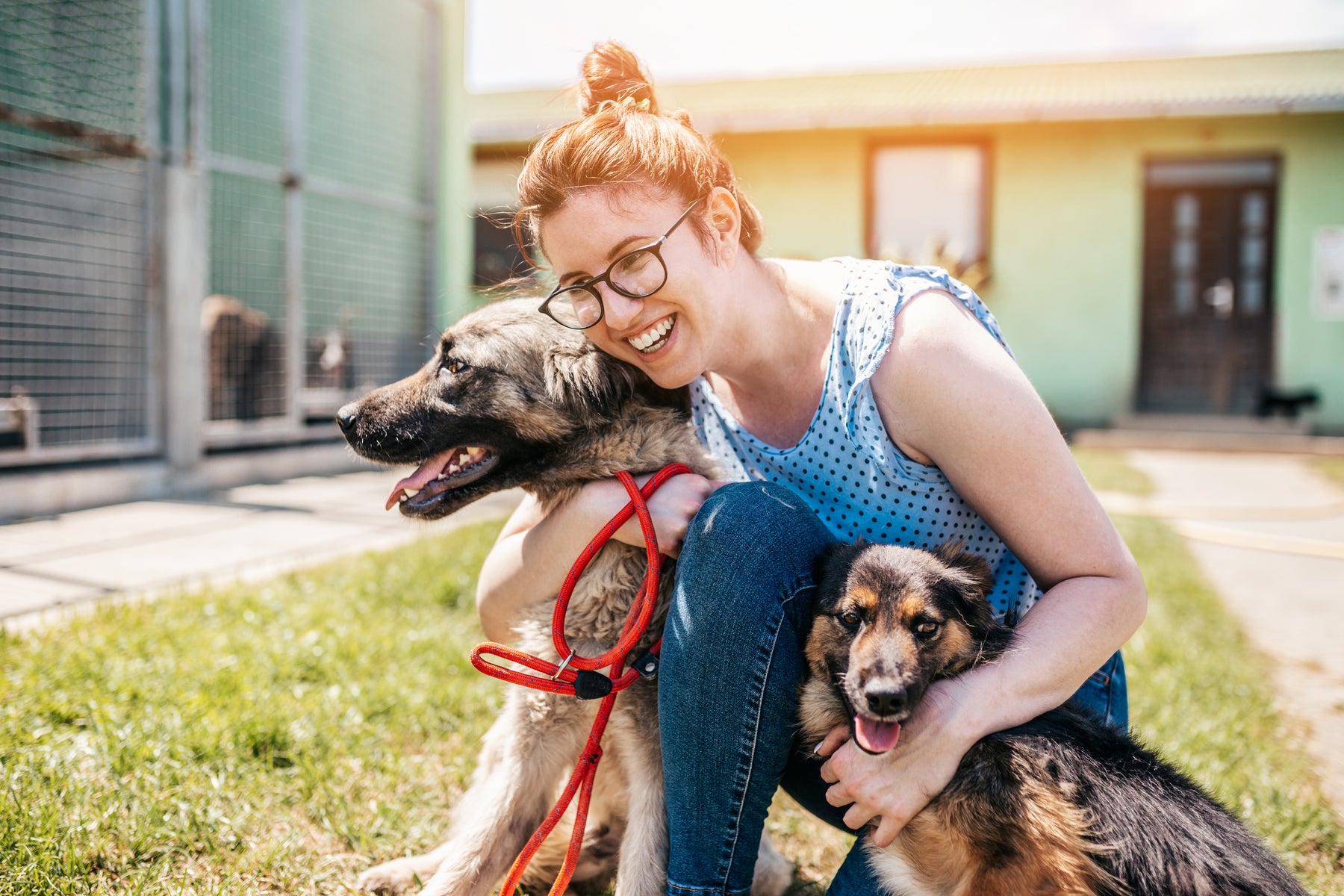 Selecting a Dog Daycare in Austin: The Best and the Worst — Tomlinson's Feed