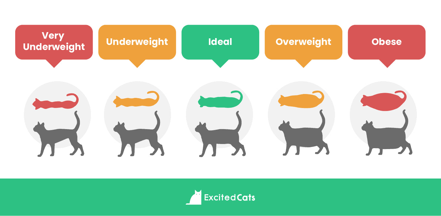 Tomlinson's Feed  Managing Your Cat's Weight