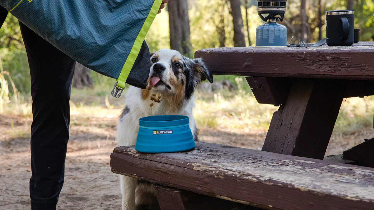 Dog Waiting for their food to fill a collapsible bowl from Ruffwear