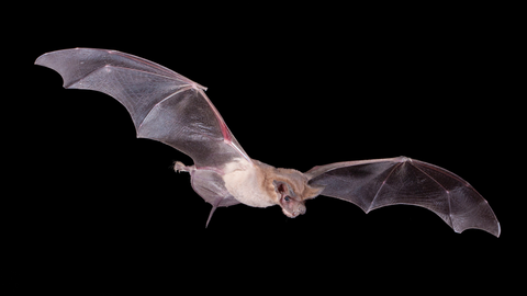 A Mexican free-tailed bat is in flight. Credit: Bruce D. Taubert/Minden Pictures /Bat Conservation International