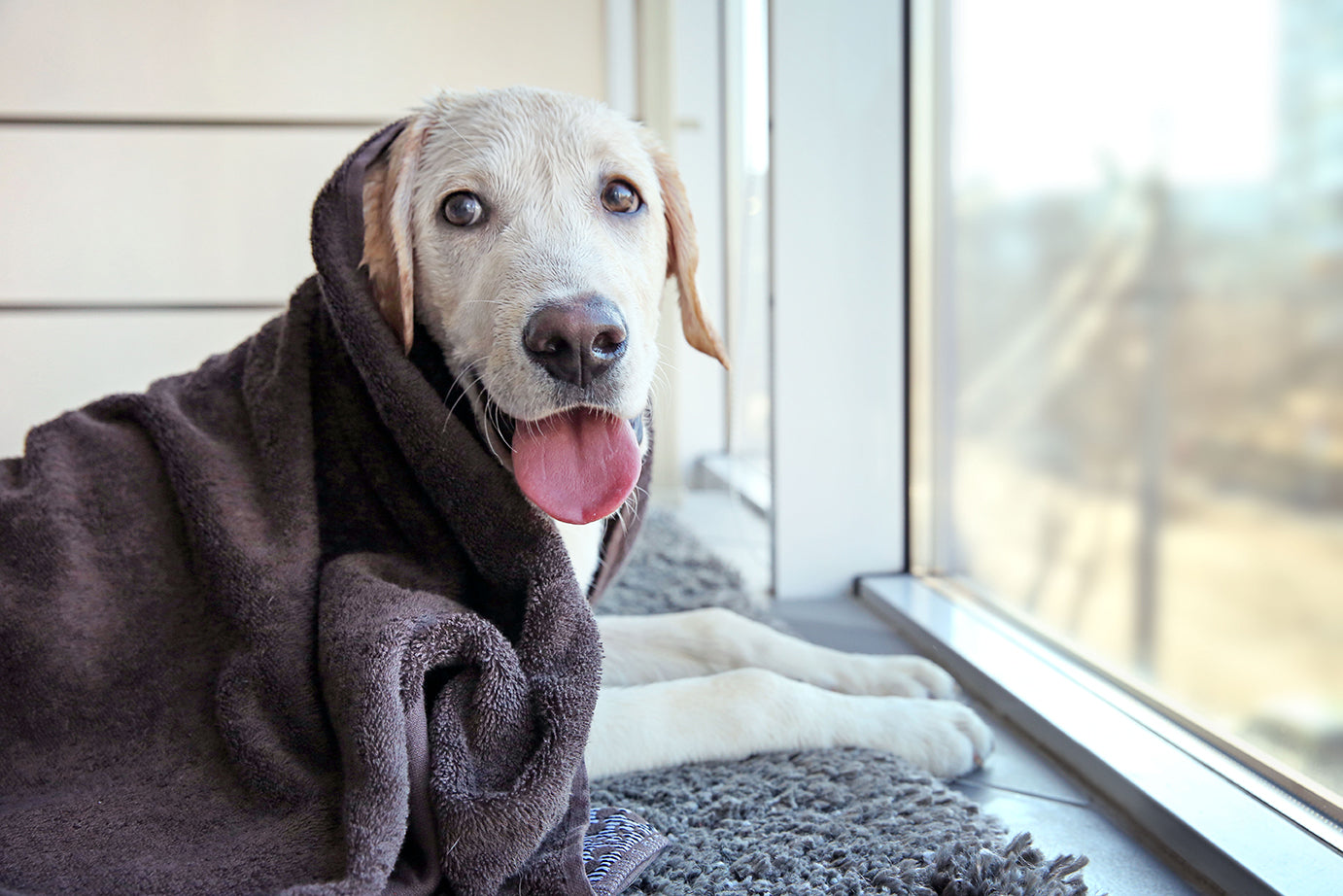 Dog from outside wiped down with a damp towel