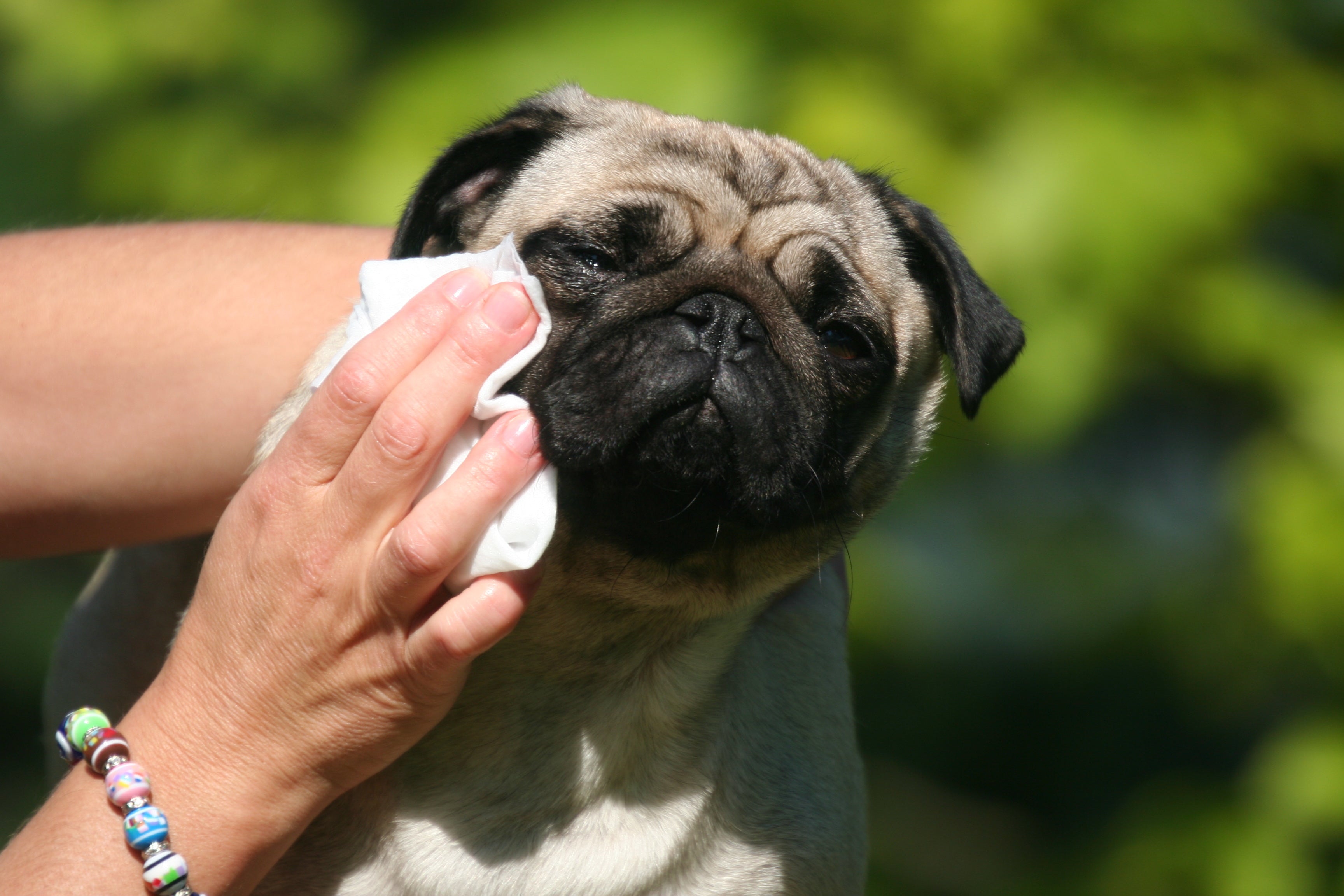 Dog with a wipe on face