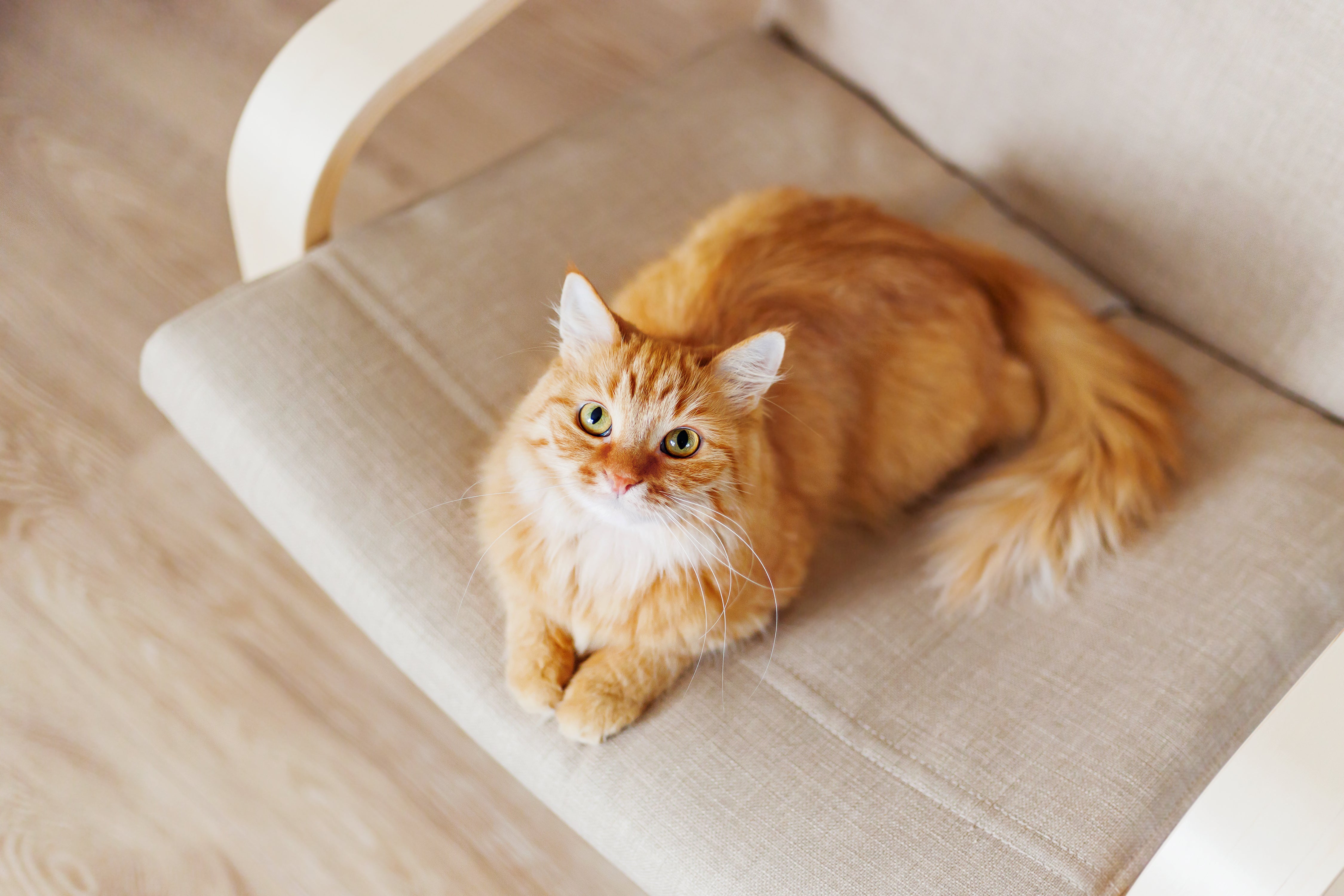 Orange Cat (long haired) laying down looking up at camera