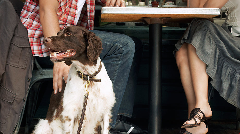 Dog At Table with a Collar On