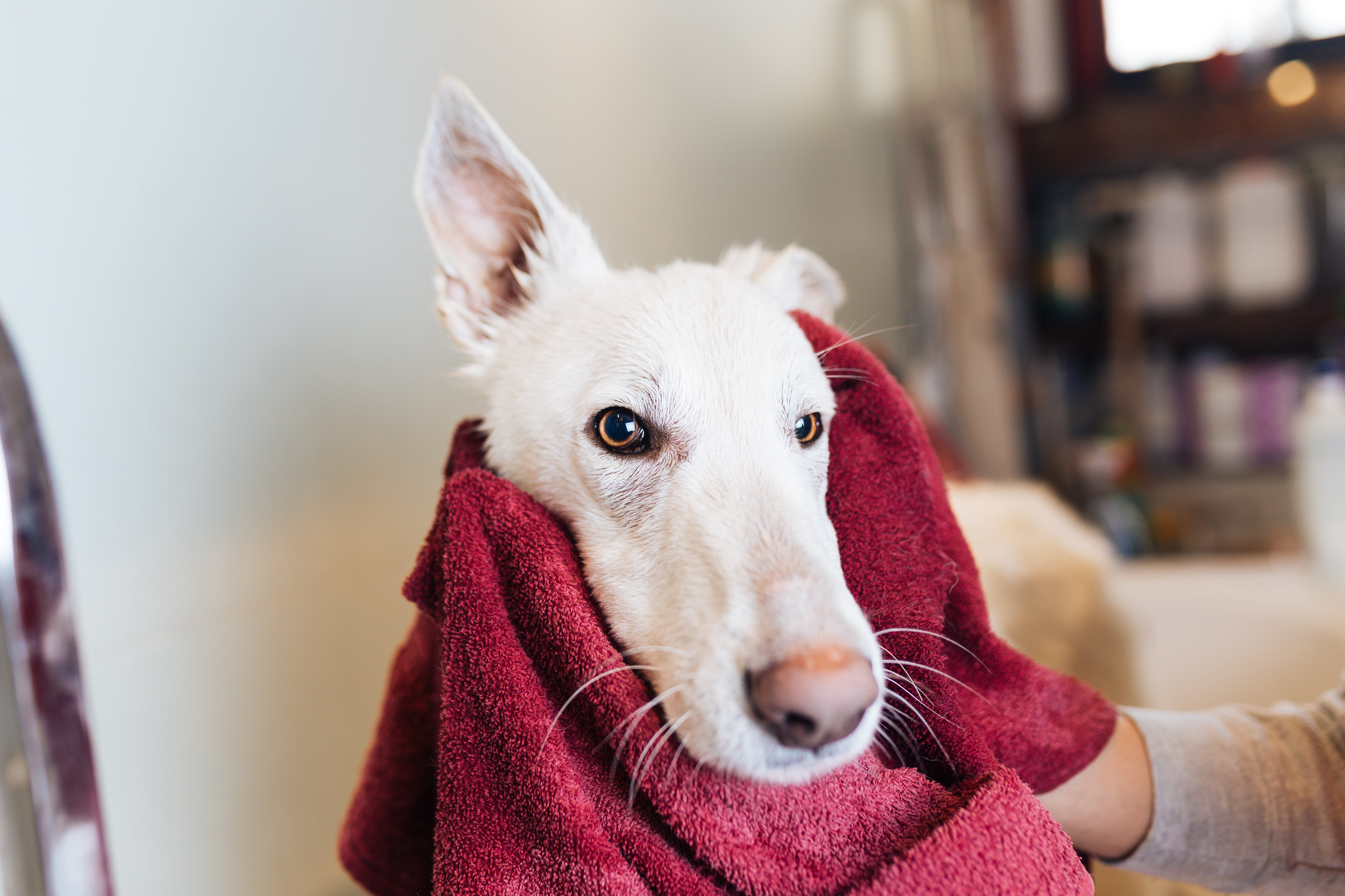 White fluffy dog getting dried off with a red towel