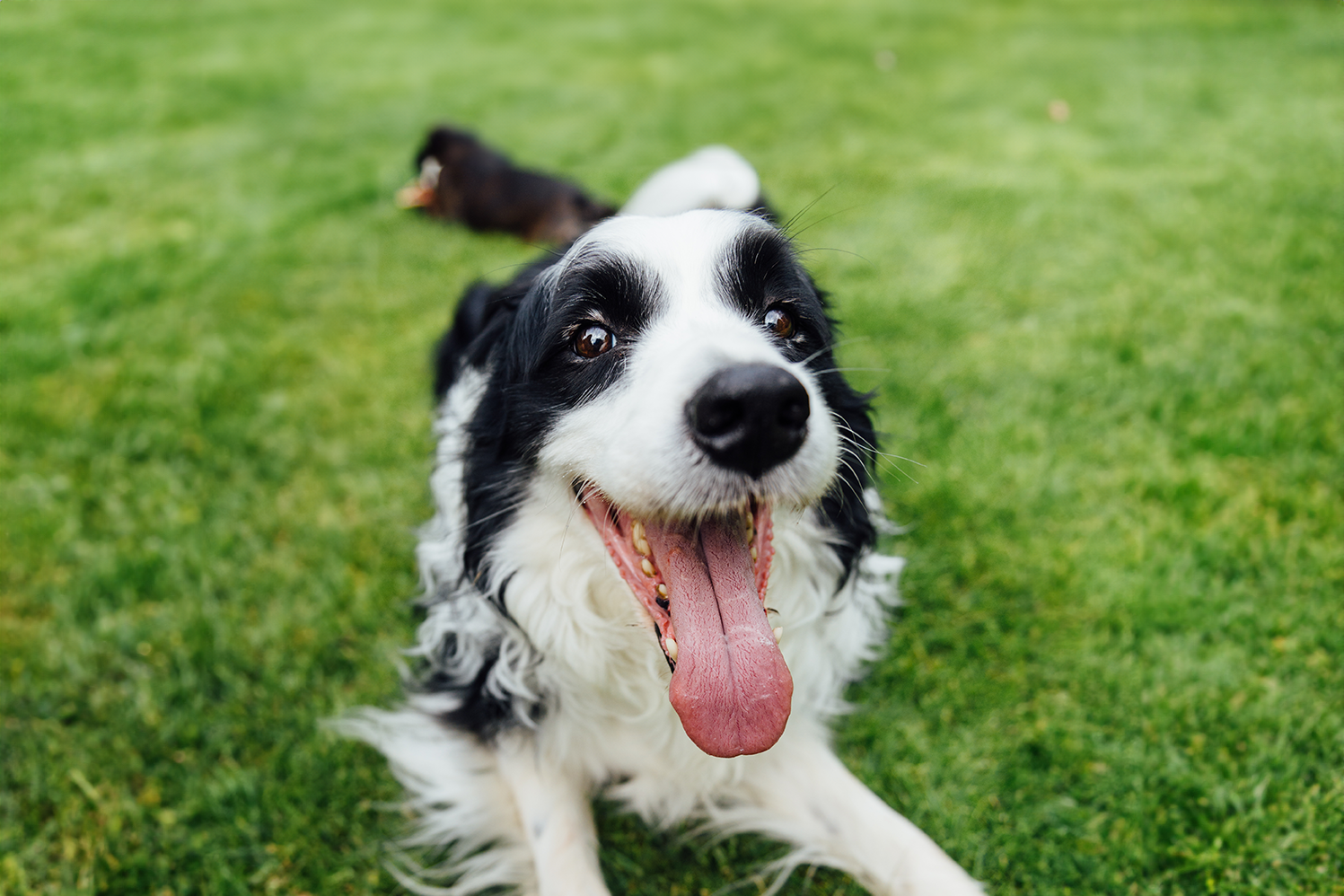 Dog Border Collie laying in the yard with their tongue out
