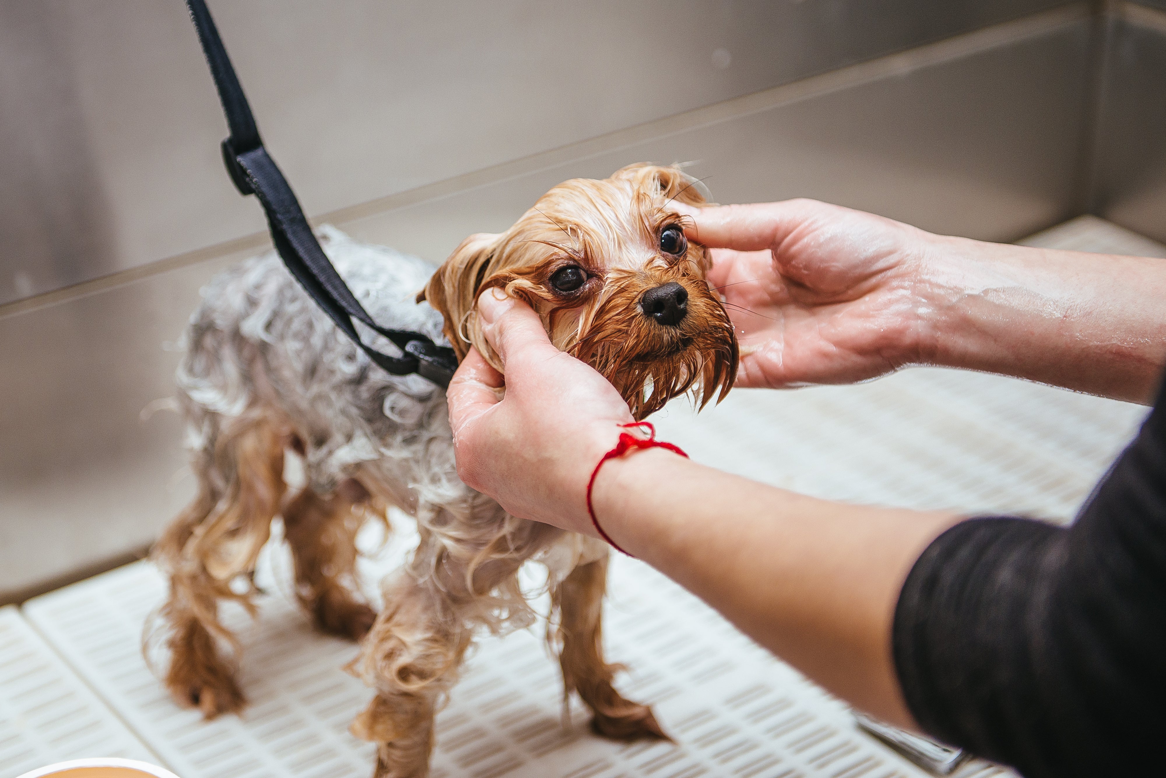 Dog getting a bath after being outside