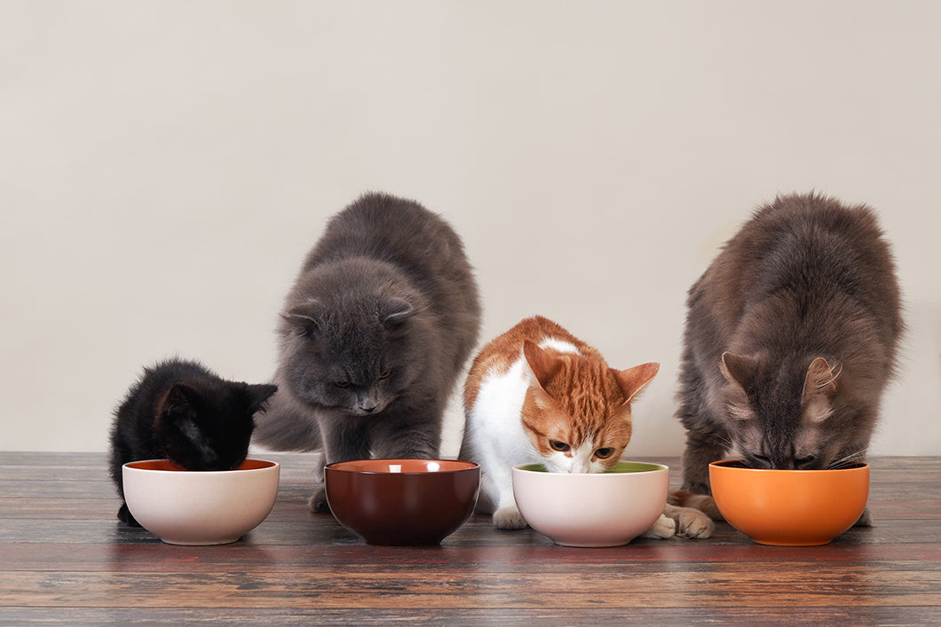 Four cats eating together in separate bowls
