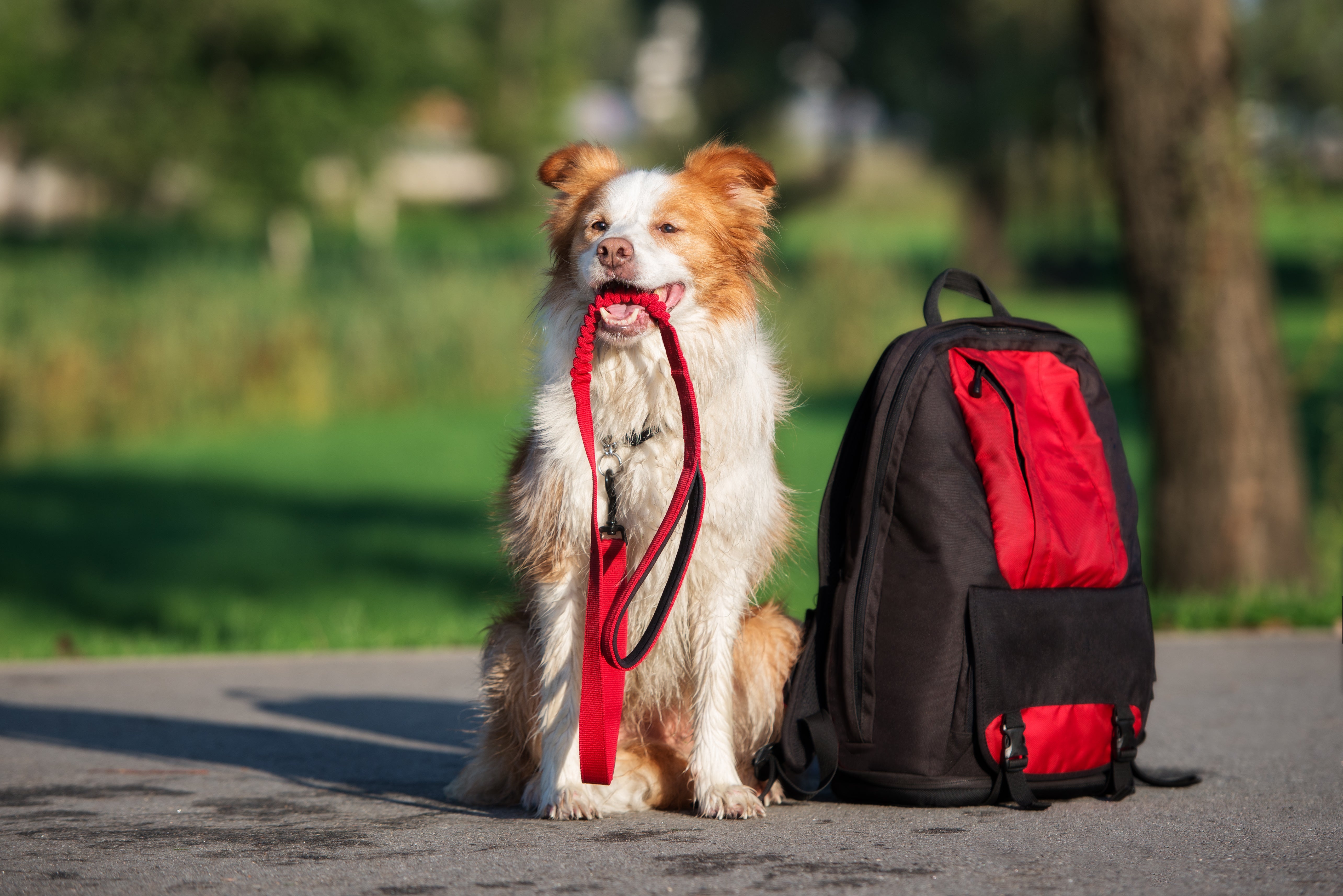 Dog with First Aid Kit Backpack