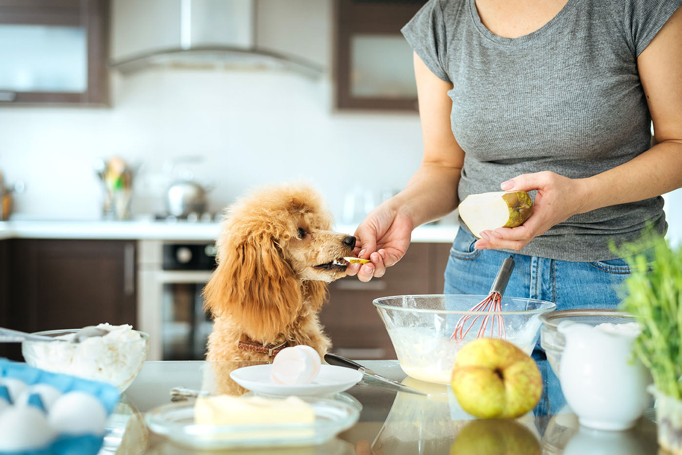 Dog eating a slice of Apple (without the pit or seeds)