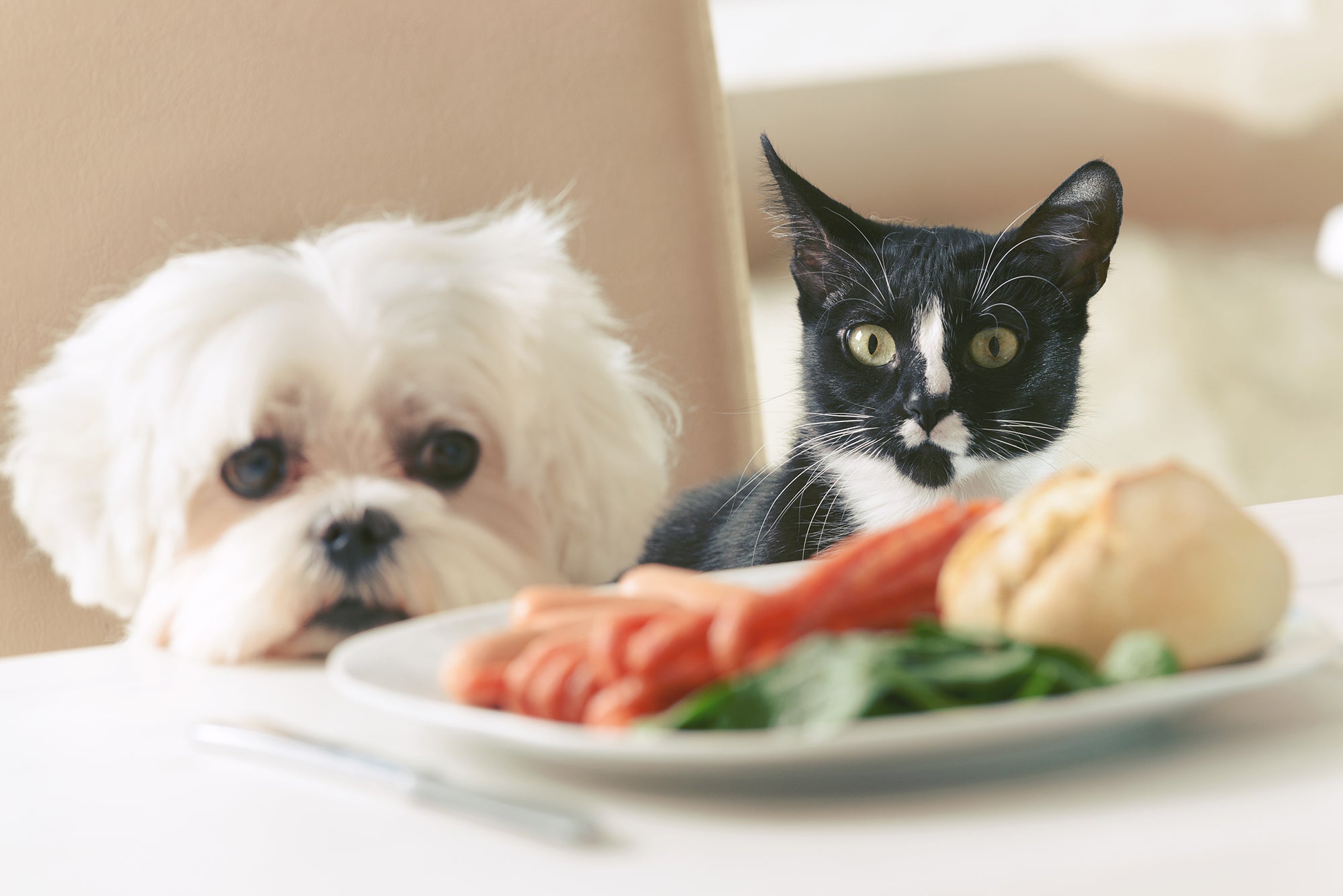 Cat & Dog staring at plated of loaded thanksgiving food. Licking lips at dinner table waiting for food