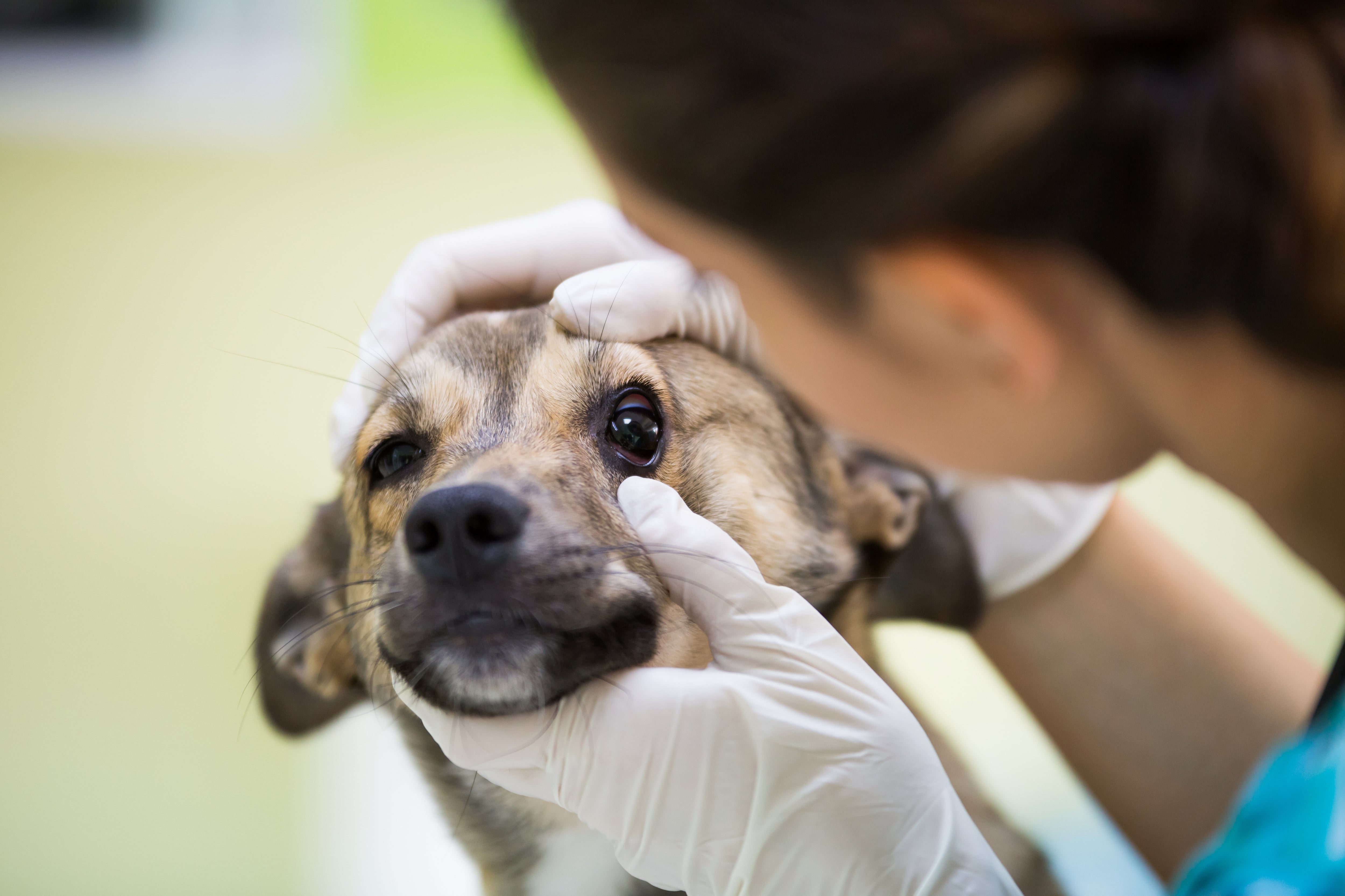 Looking in dogs eye with gloves