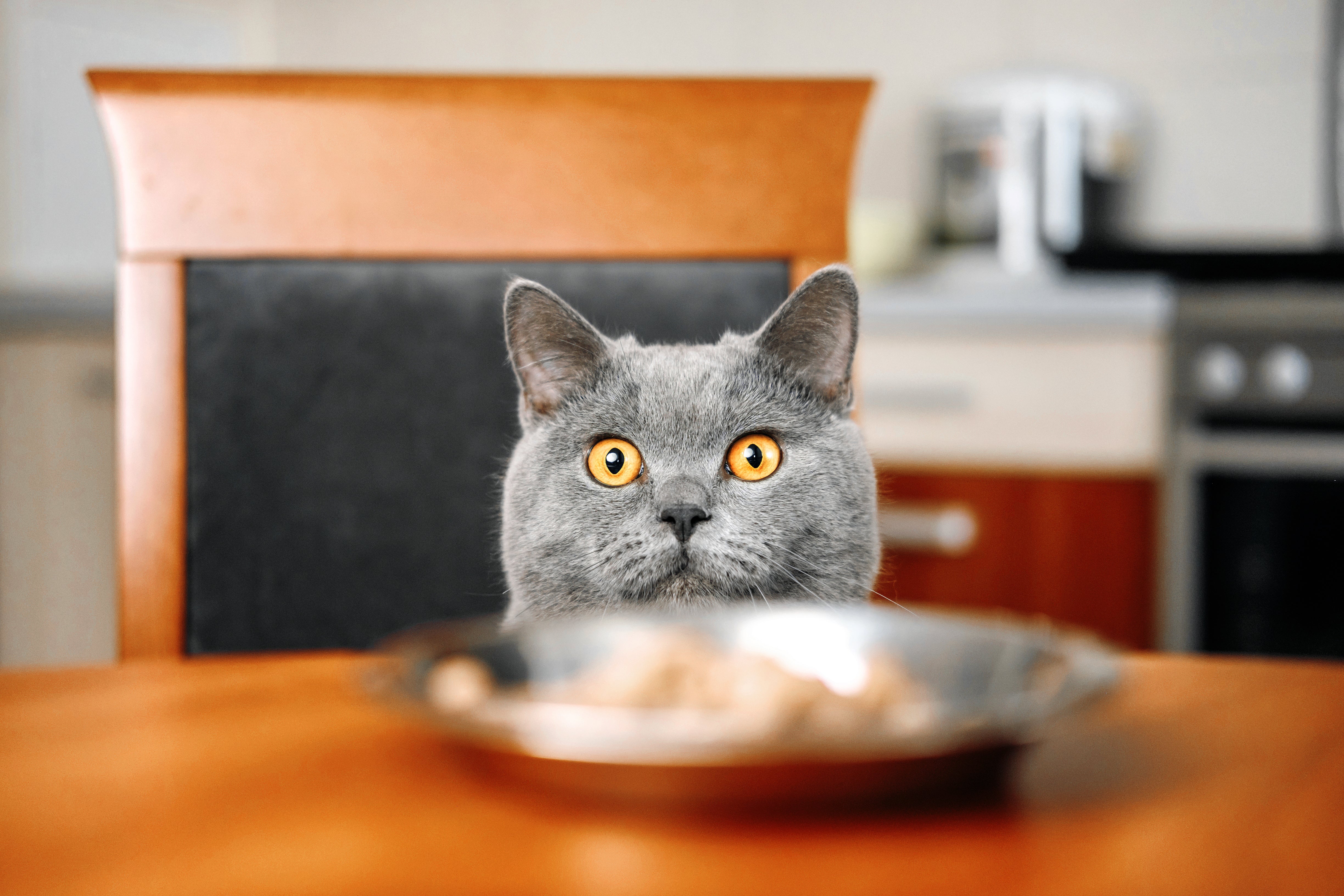 Grey cat with yellow eyes staring at plate of food on the dining room table sitting in chair