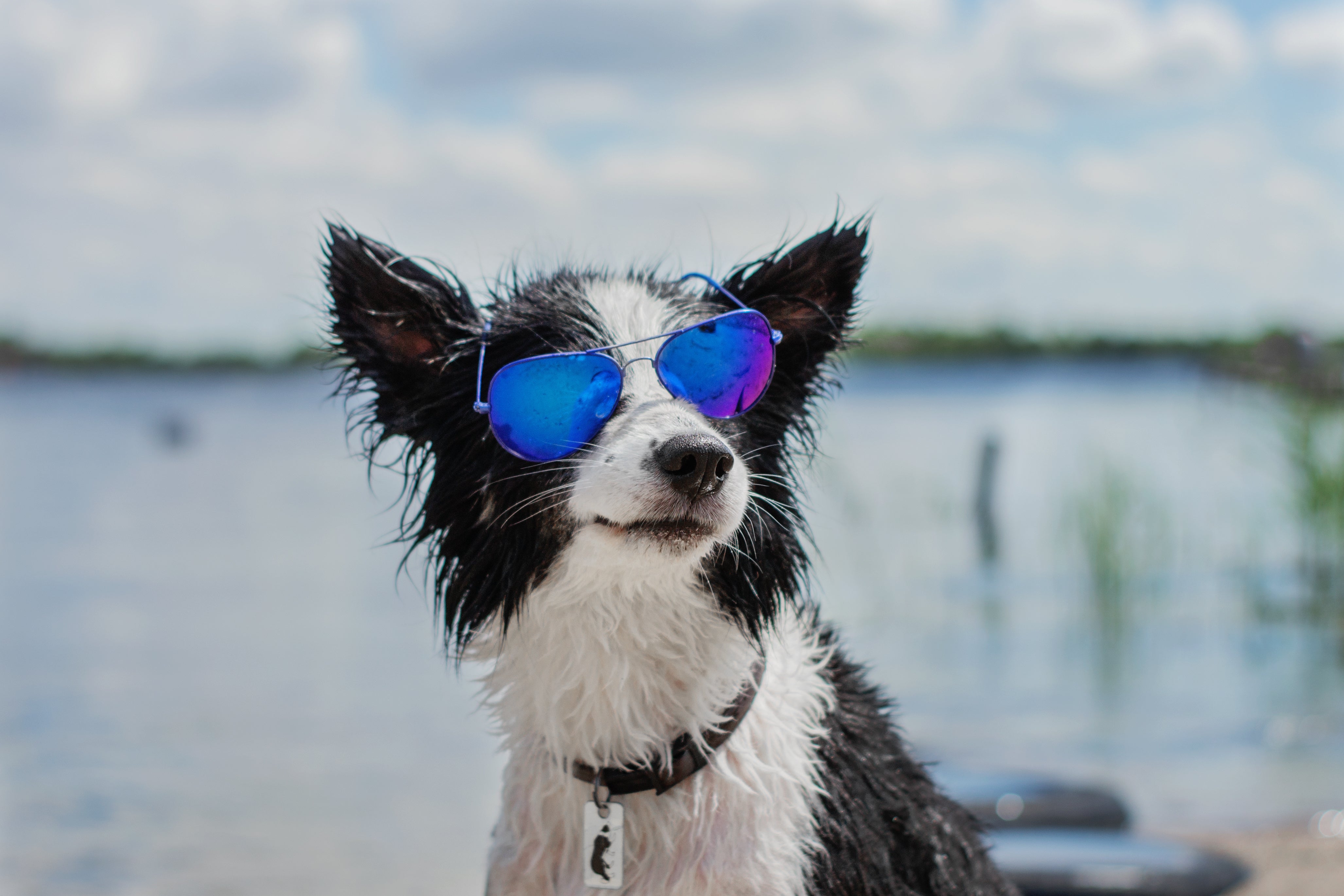 Dog swimming with sunglasses on