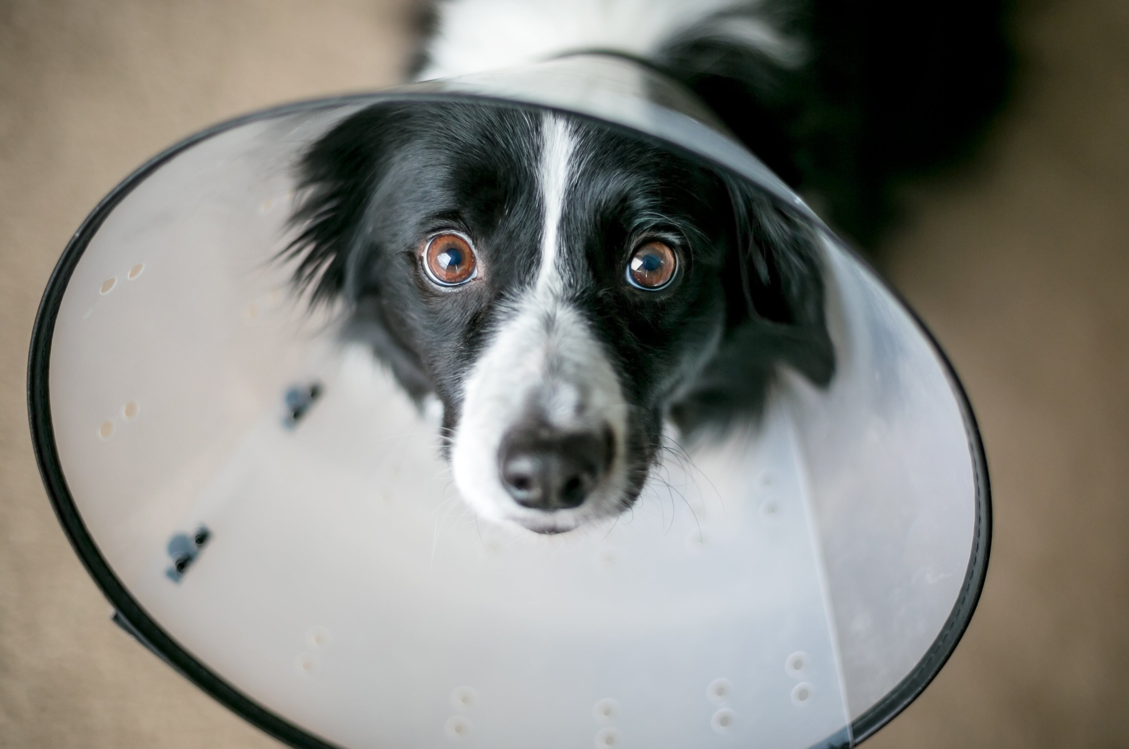 Dog in cone