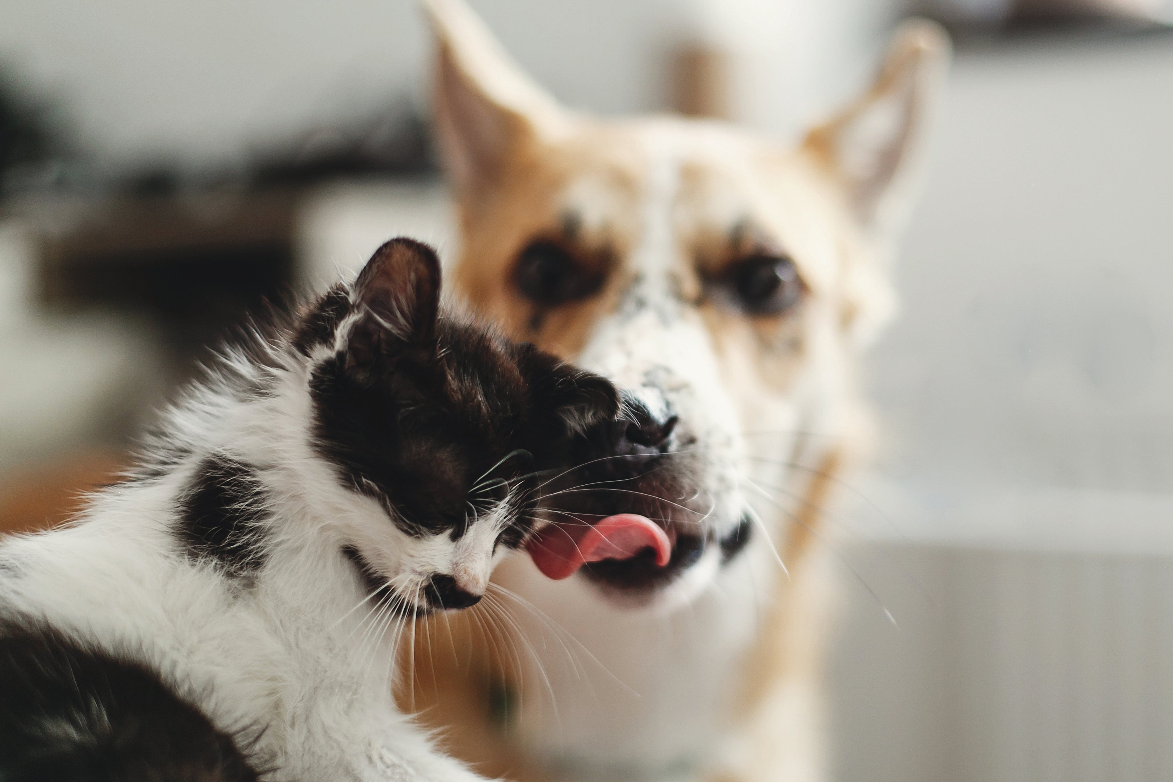 Dog and cat licking eachother
